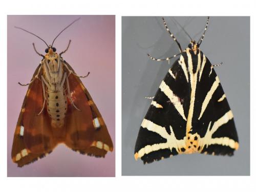Euplagia quadripunctaria